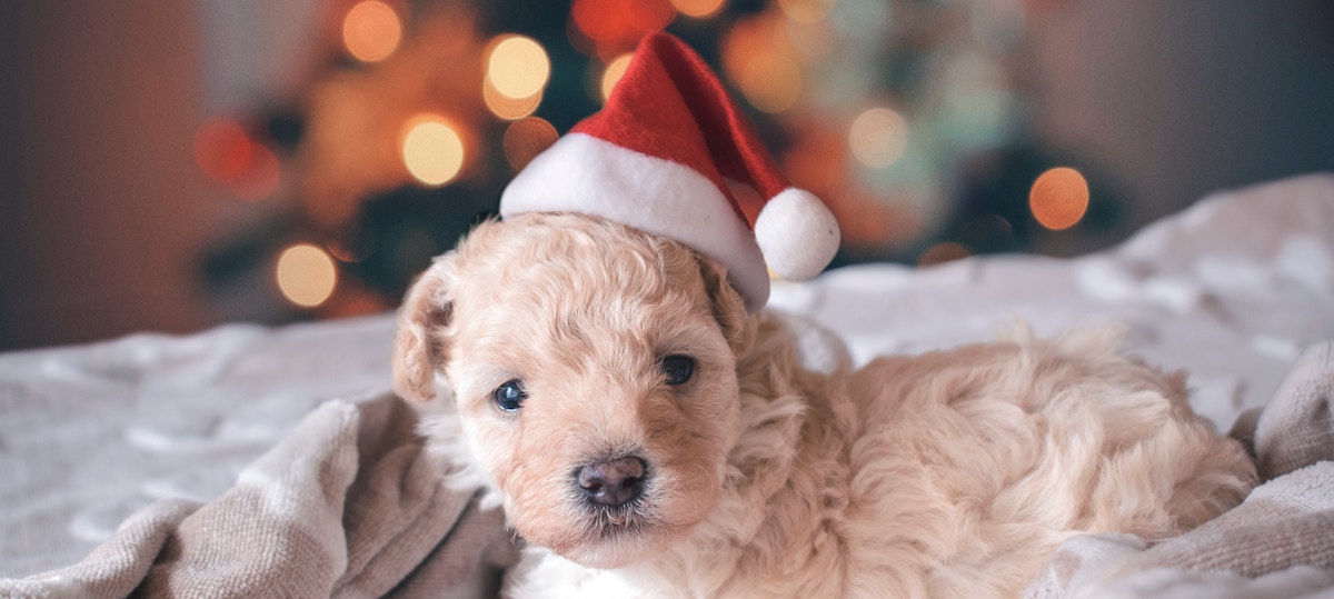 rhaul-v-alva-491530-unsplash